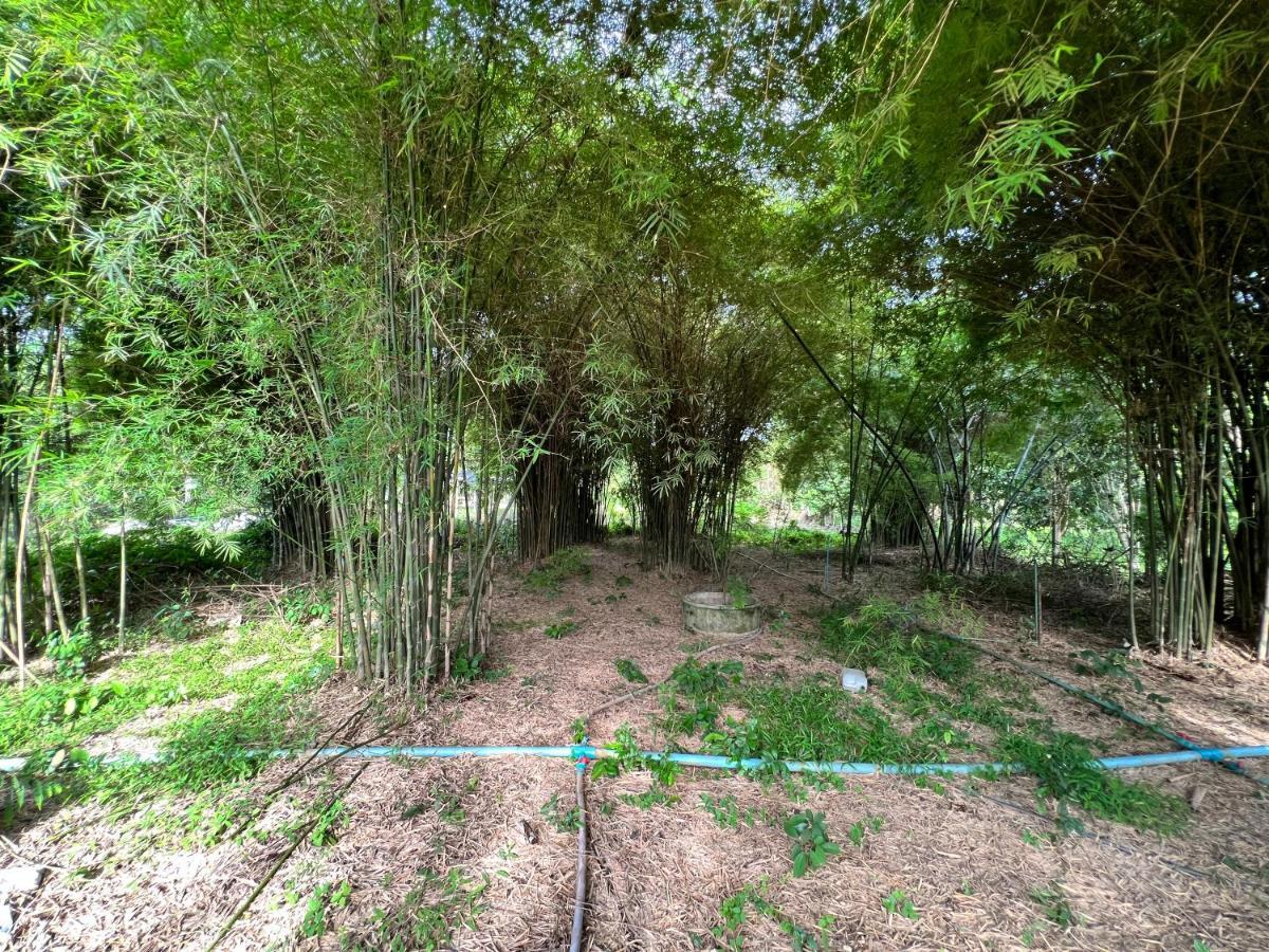 Phow Homestay Ban Mai  외부 사진